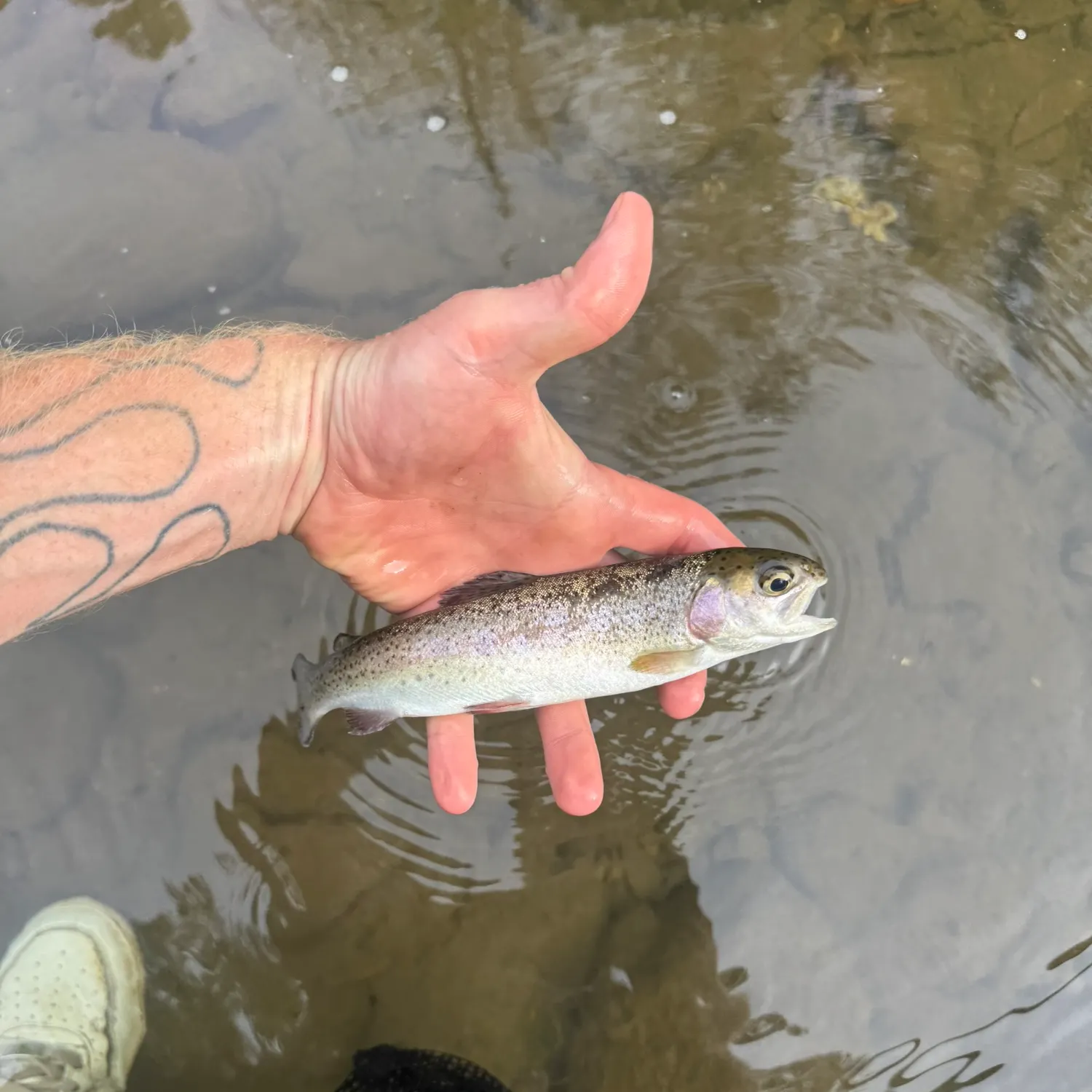 Rainbow trout caught on Fishbrain