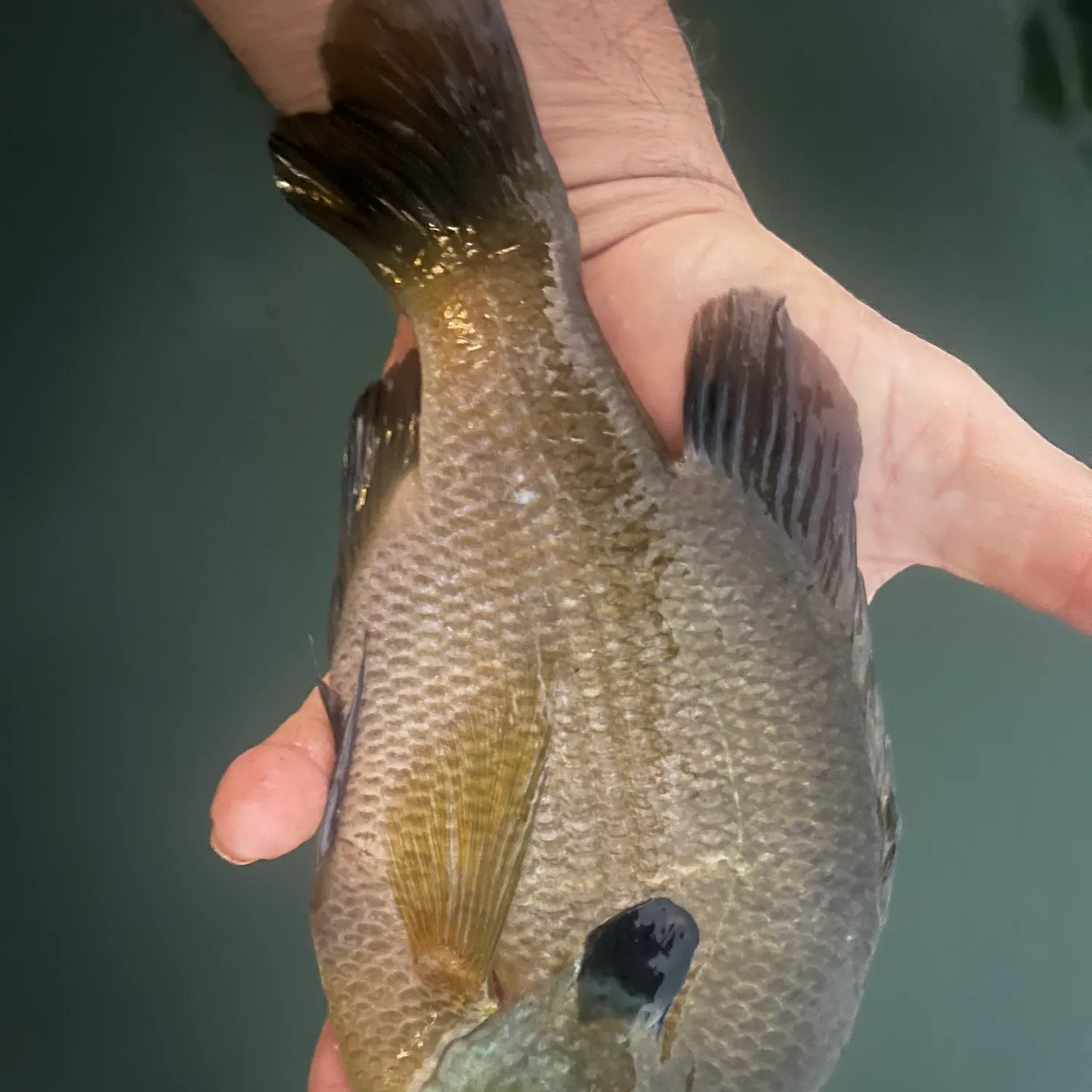angler catch