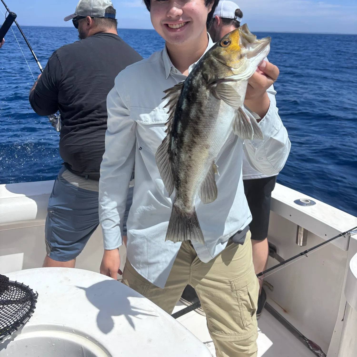 Kelp bass caught on Fishbrain
