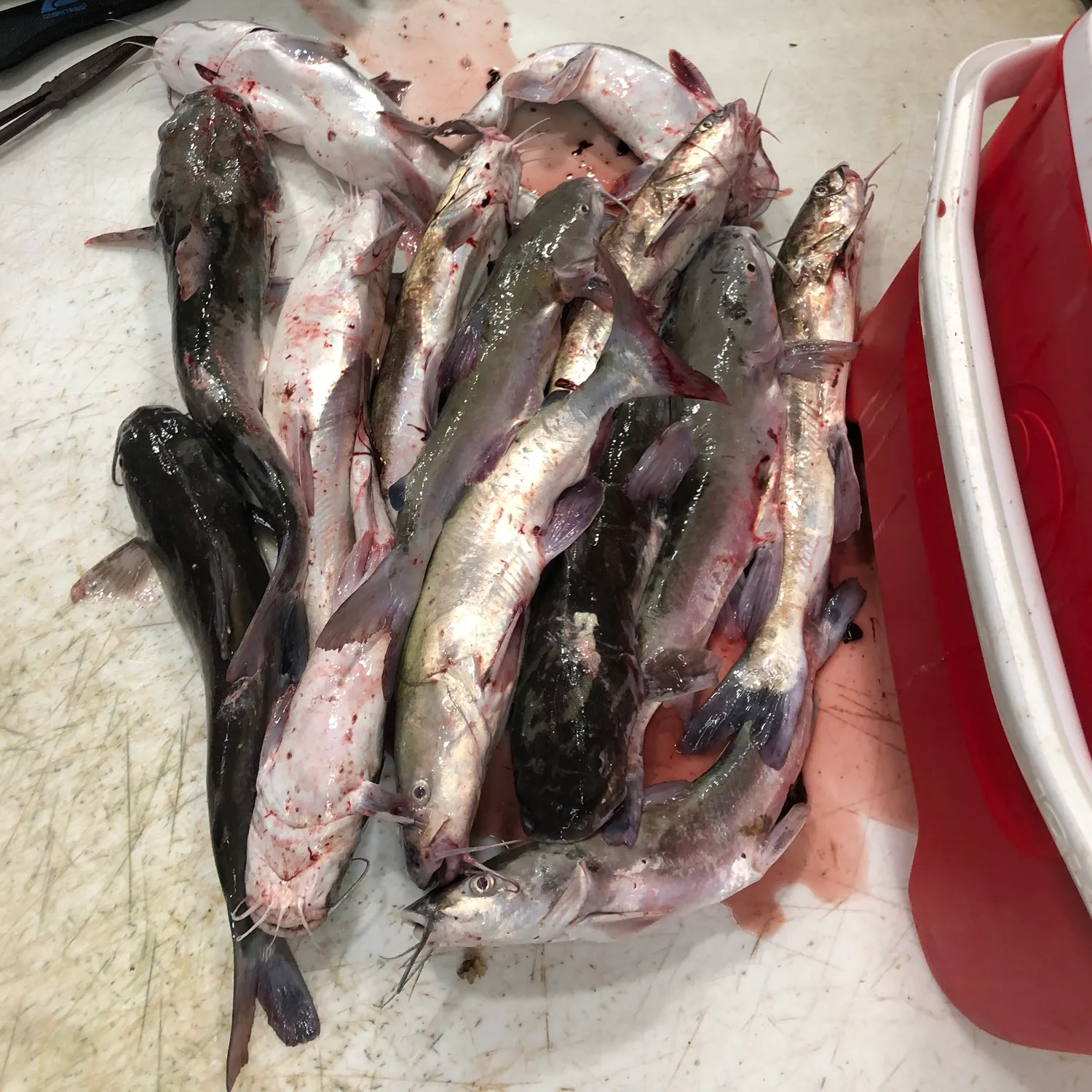 recently logged catches
