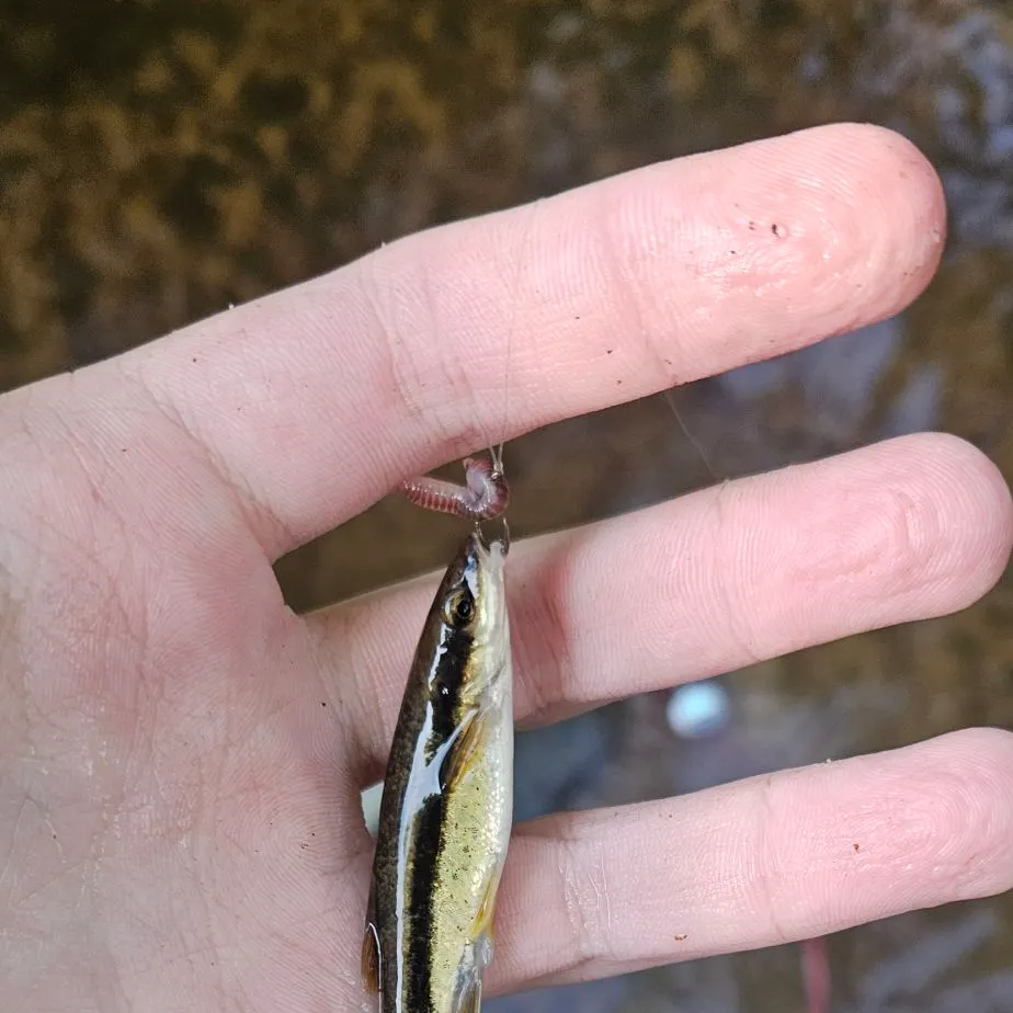 The most recent Eastern blacknose dace catches on Fishbrain