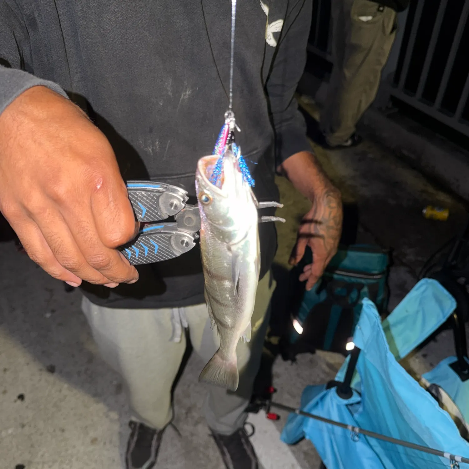 Fish caught on Fishbrain