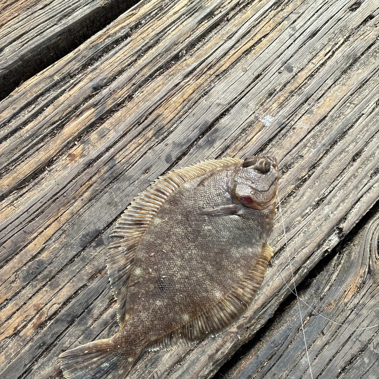 Northern rock sole caught on Fishbrain