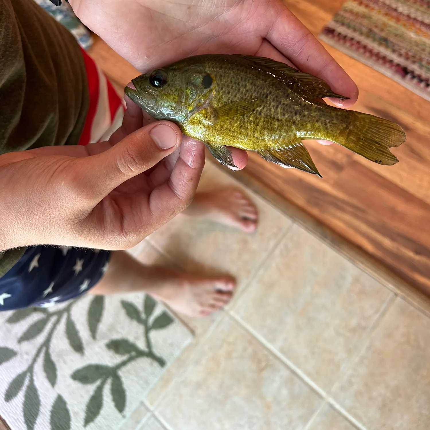Warmouth caught on Fishbrain