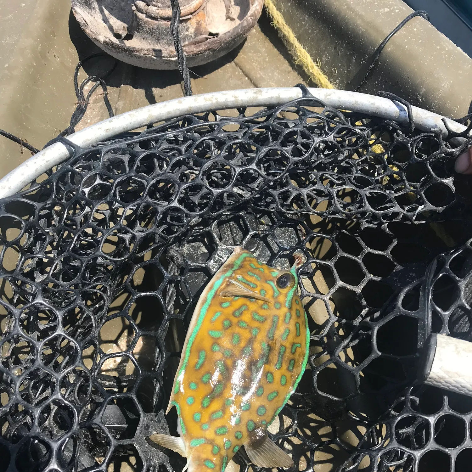 The most recent Scrawled cowfish catches on Fishbrain