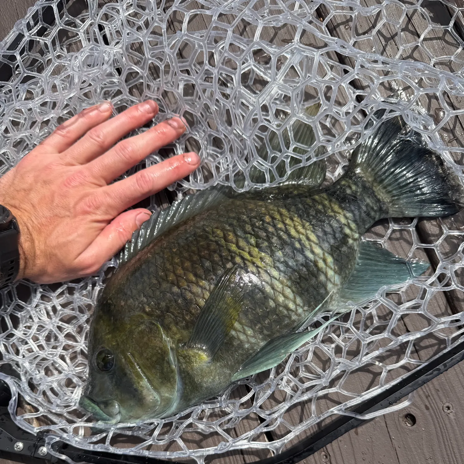 The most recent Zebra tilapia catches on Fishbrain