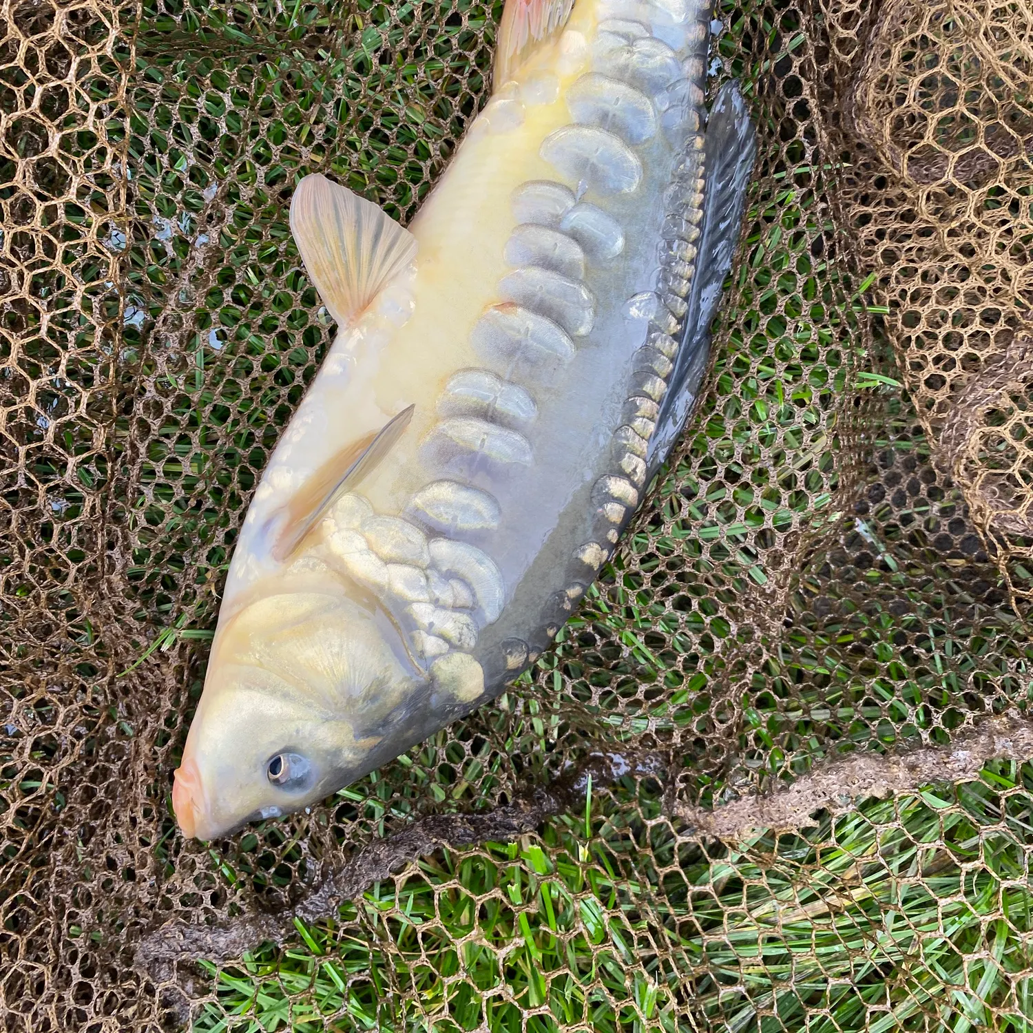 Mirror carp caught on Fishbrain