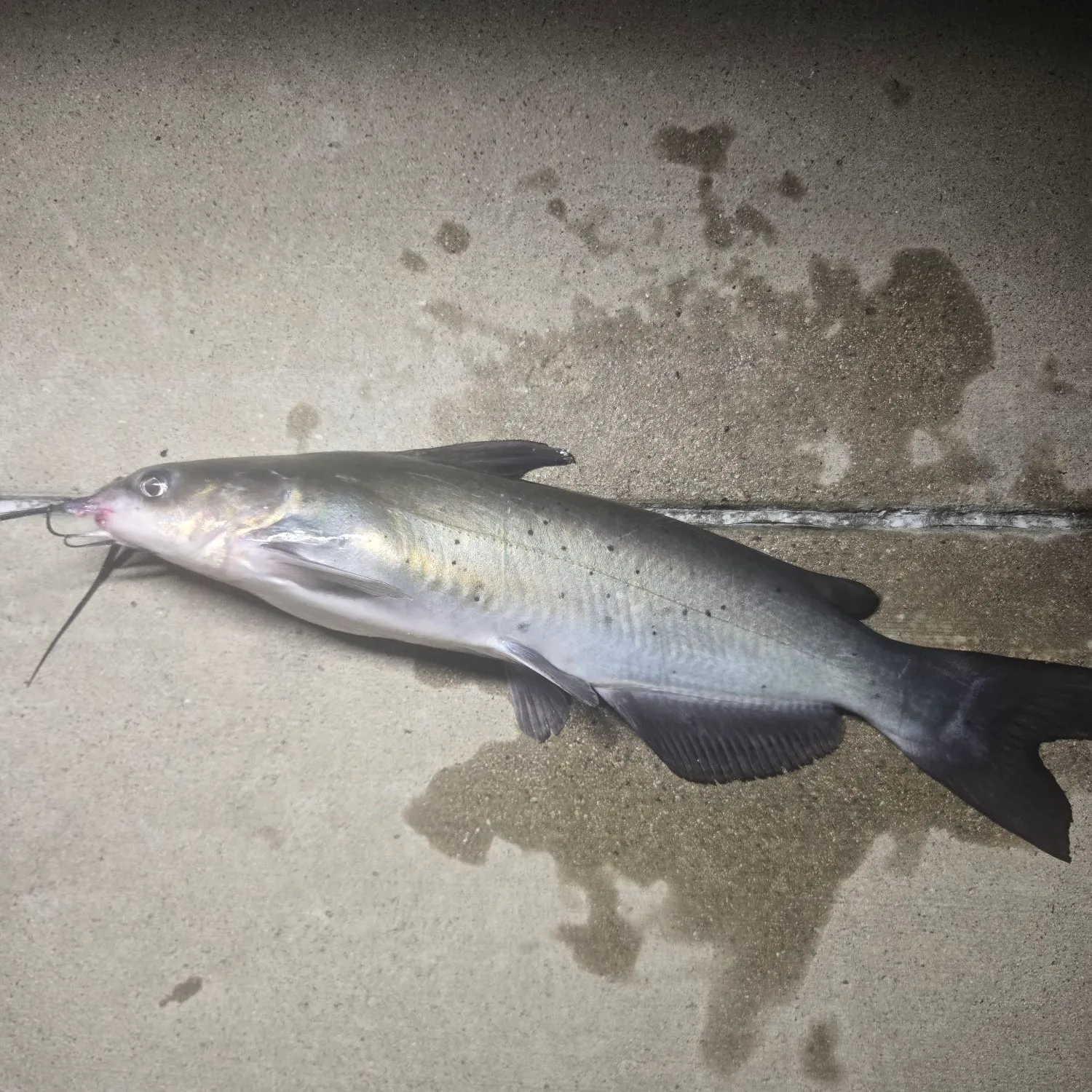Channel catfish caught on Fishbrain
