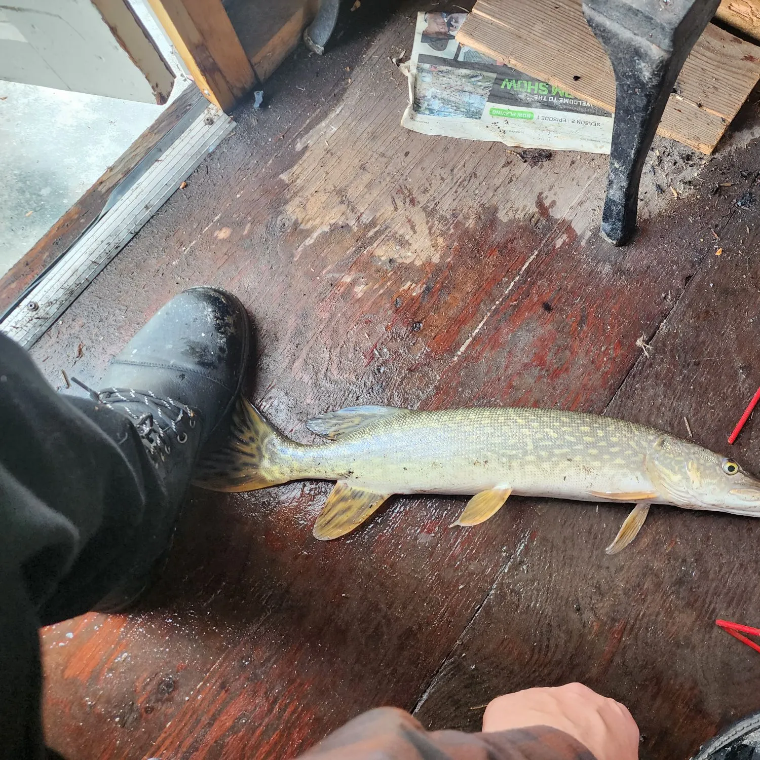 recently logged catches