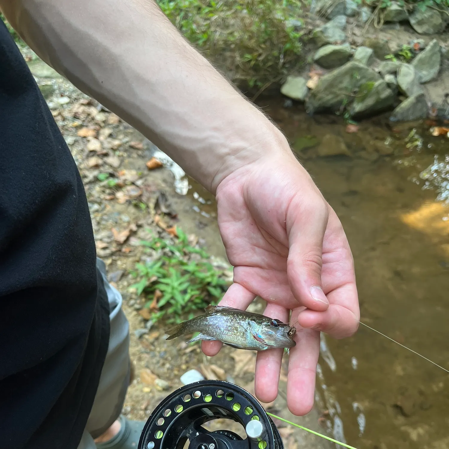 Green sunfish caught on Fishbrain
