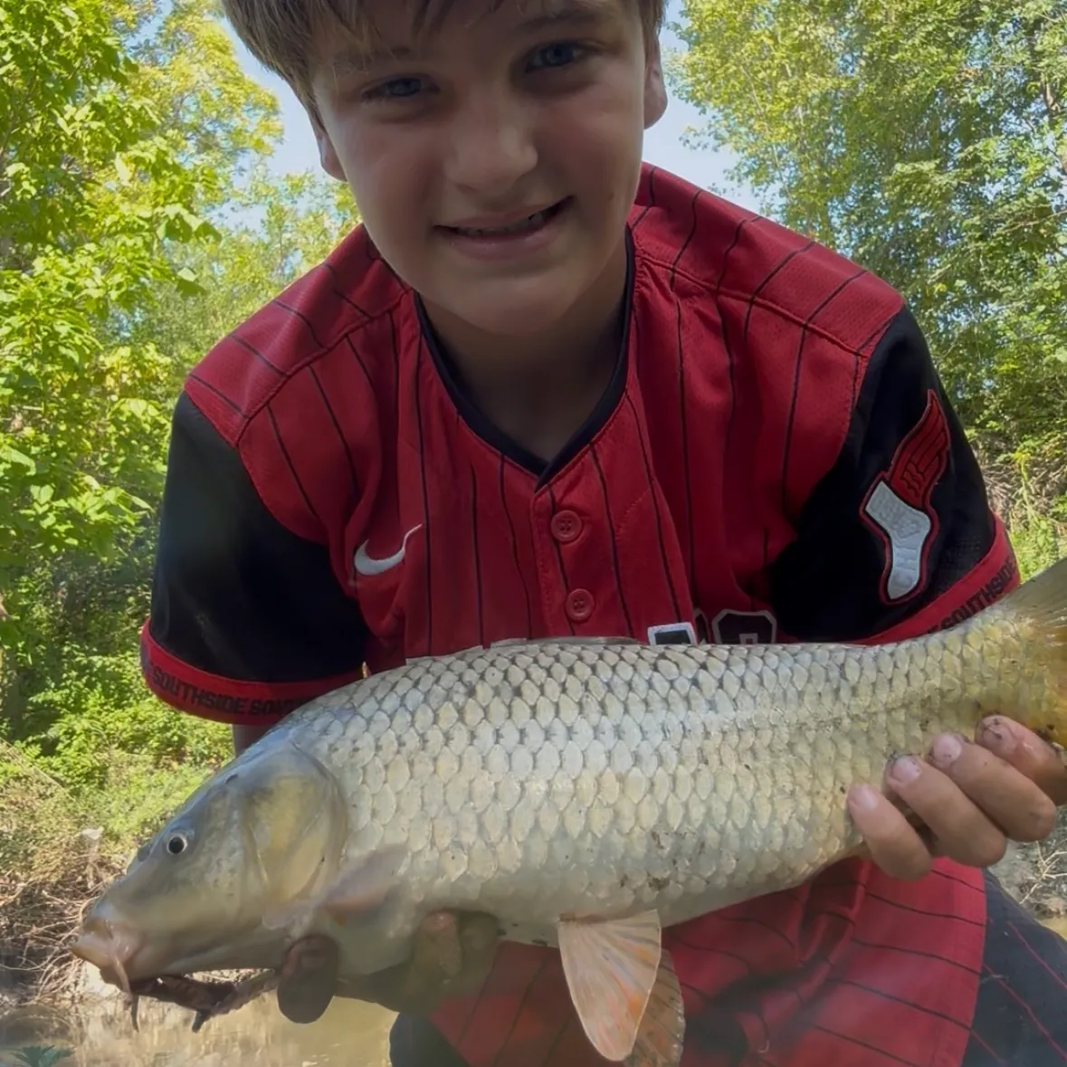 Common carp caught on Fishbrain