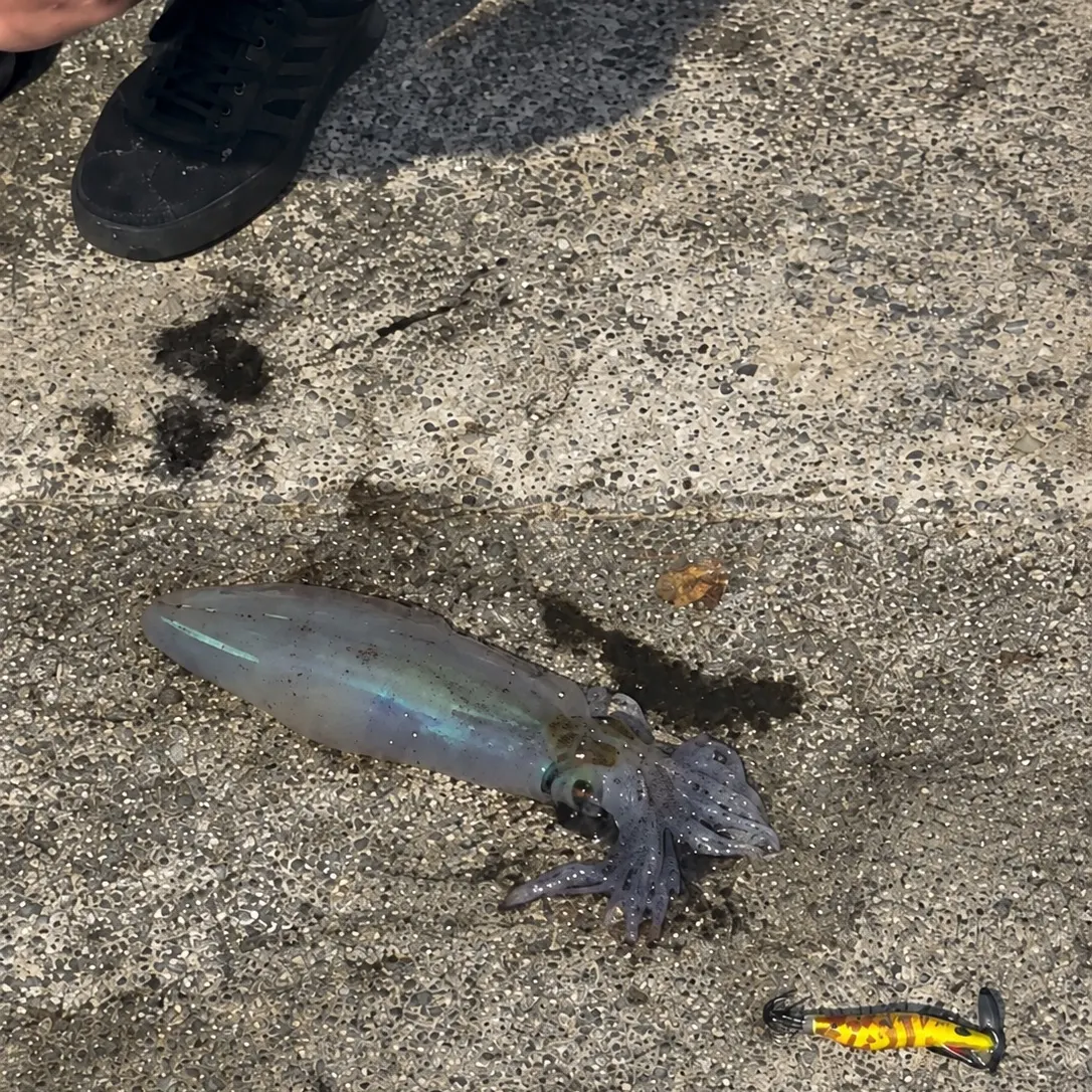 The most recent Bigfin reef squid catches on Fishbrain