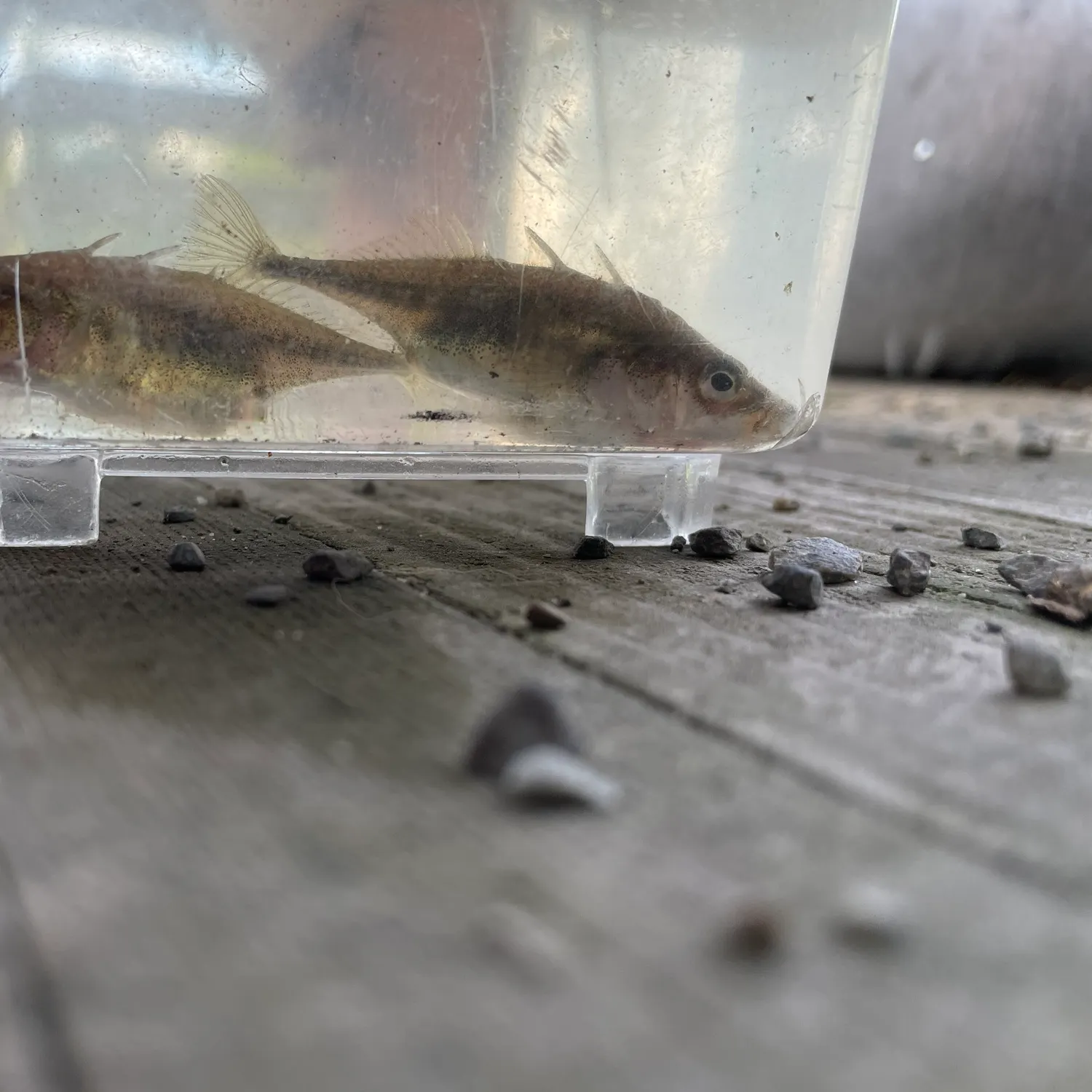 The most recent Three-spined stickleback catches on Fishbrain