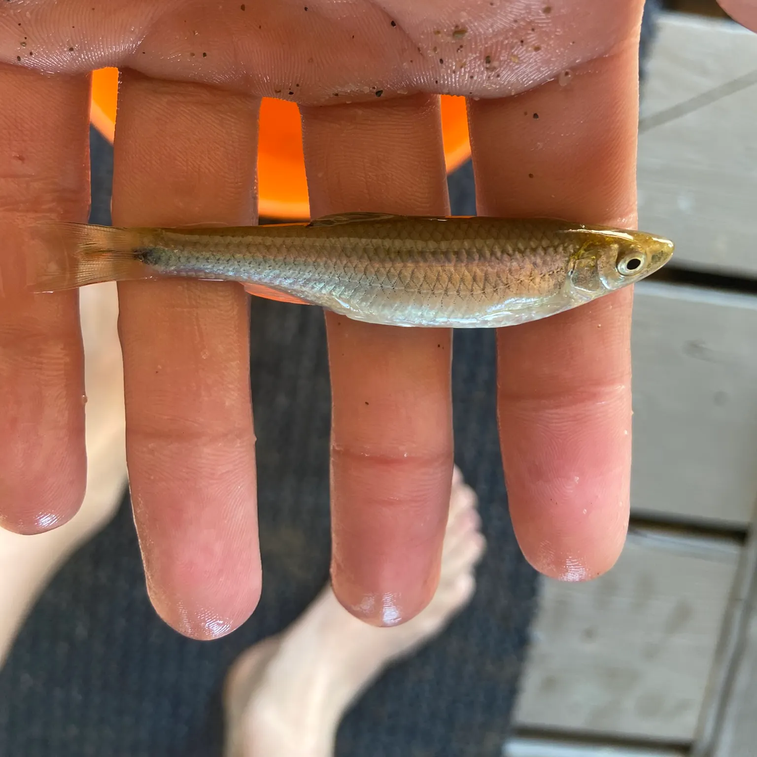 The most recent Spotfin shiner catches on Fishbrain