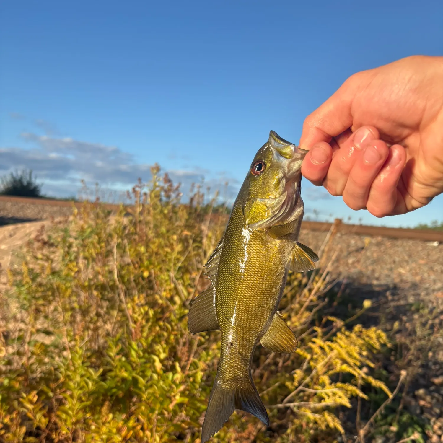 Smallmouth bass caught on Fishbrain