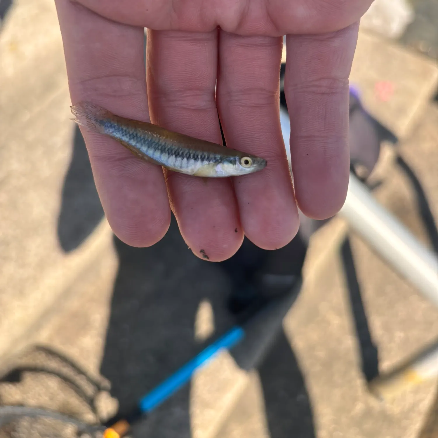 The most recent Blackstripe topminnow catches on Fishbrain