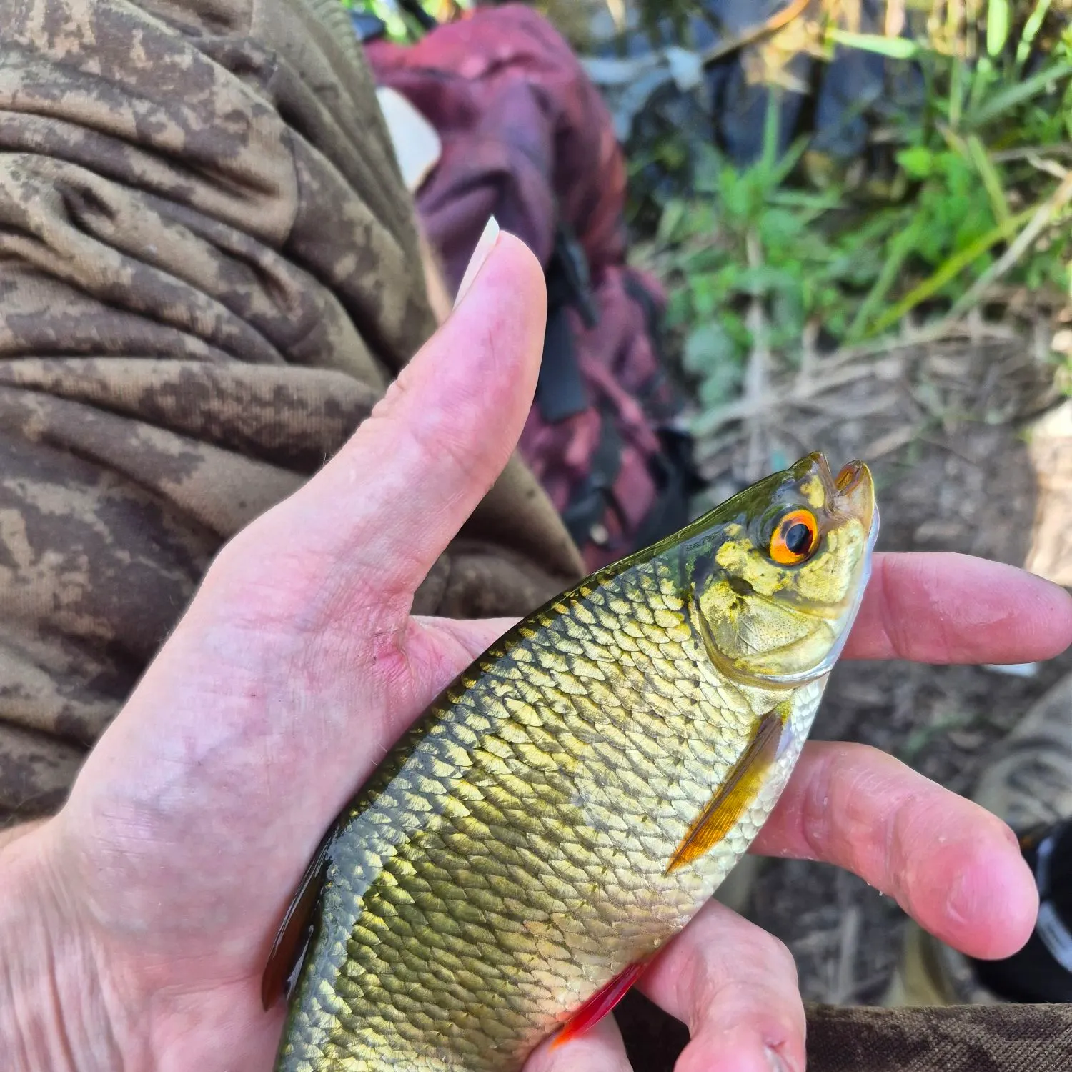 Common rudd caught on Fishbrain