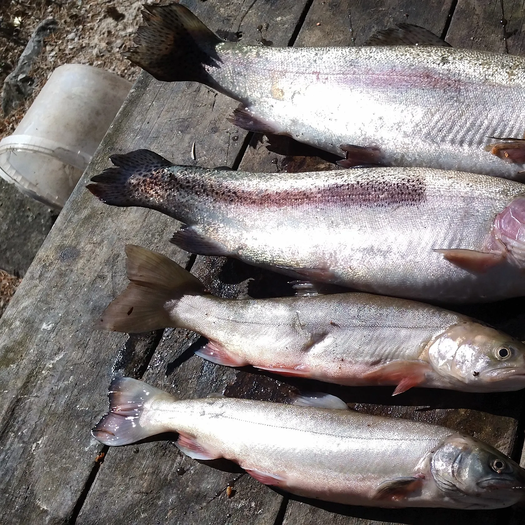 recently logged catches