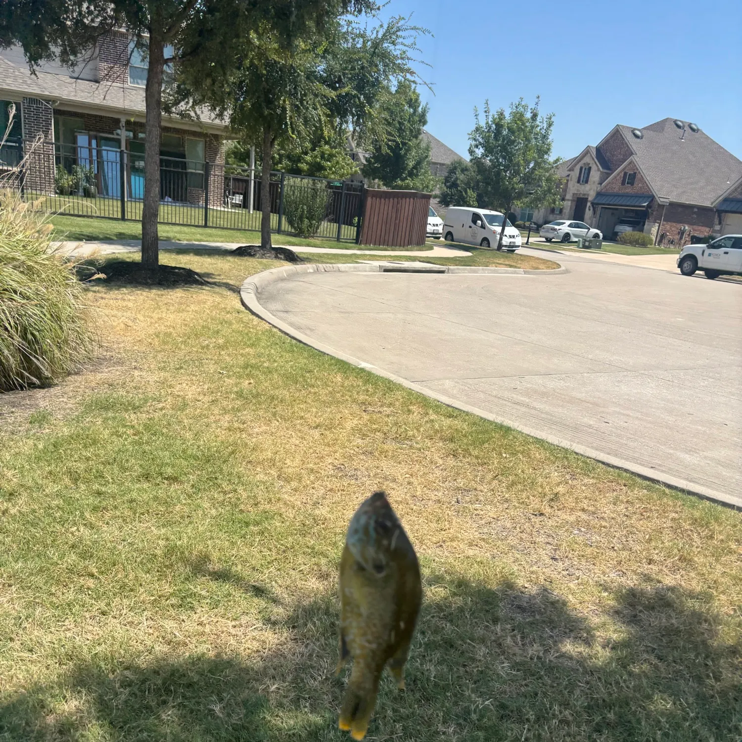 Green sunfish caught on Fishbrain