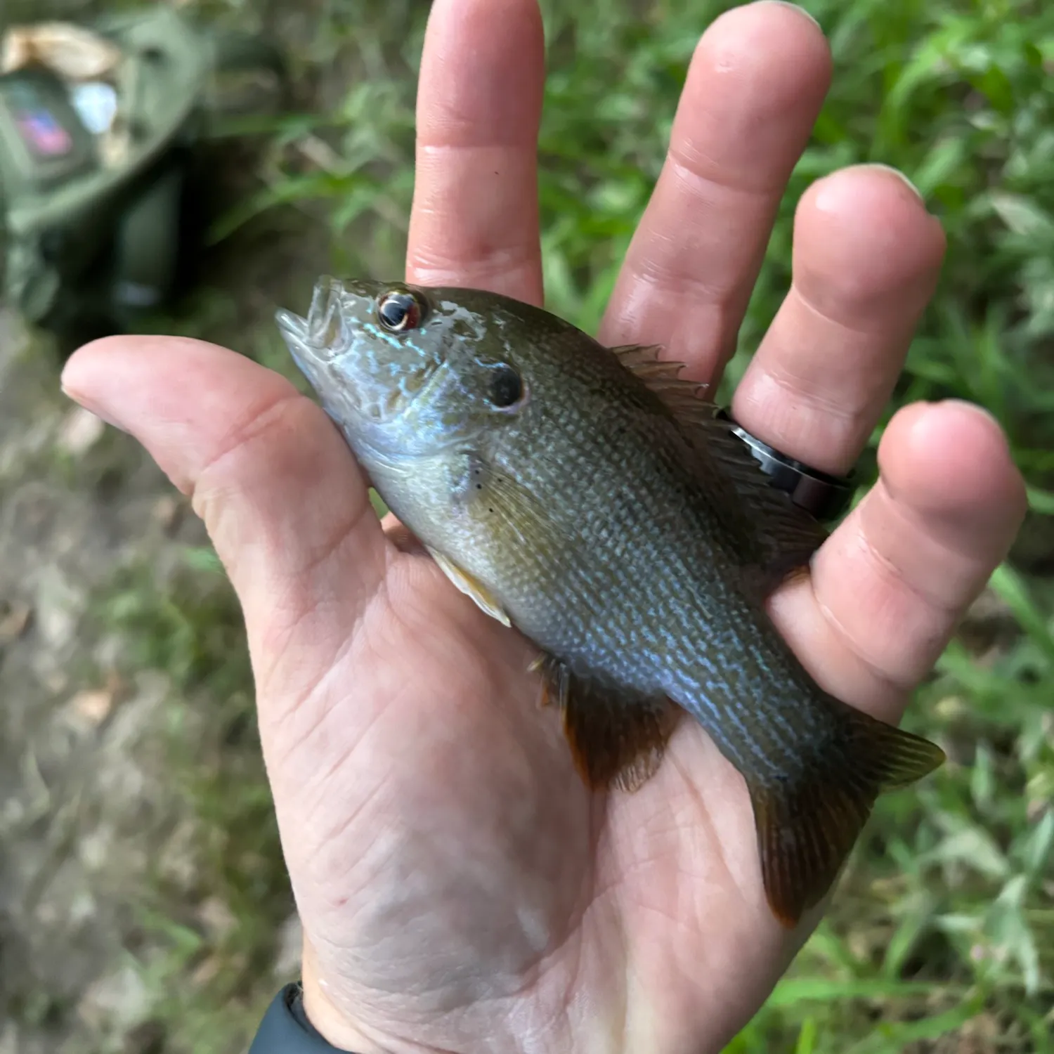 Green sunfish caught on Fishbrain