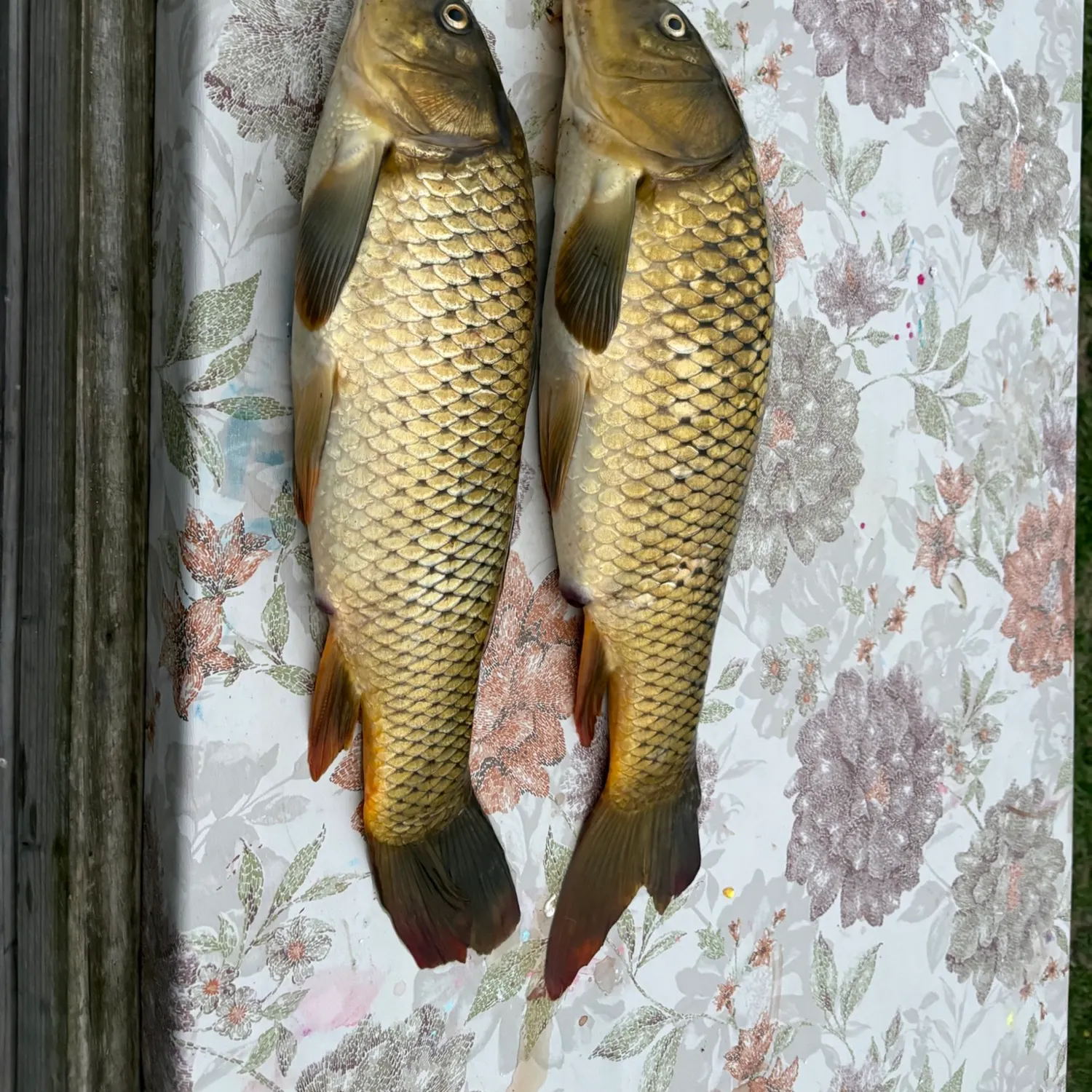 Common carp caught on Fishbrain