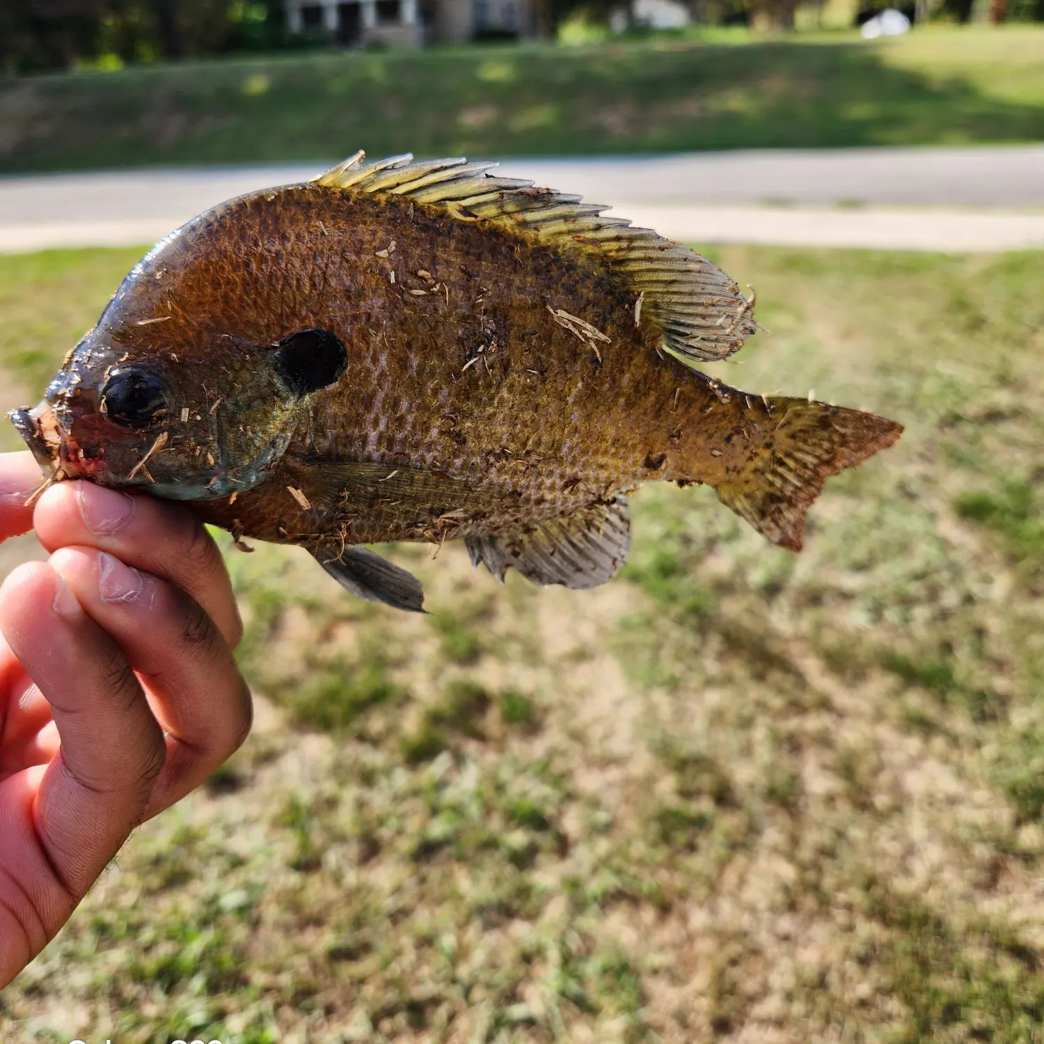Bluegill caught on Fishbrain