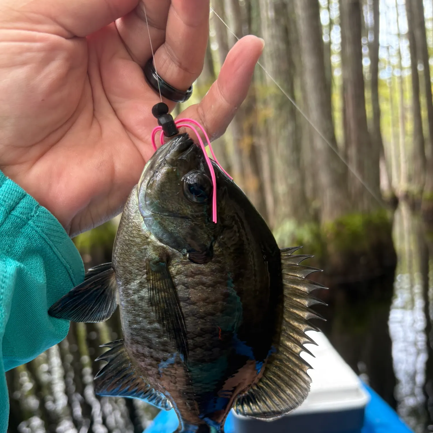 Bluegill caught on Fishbrain