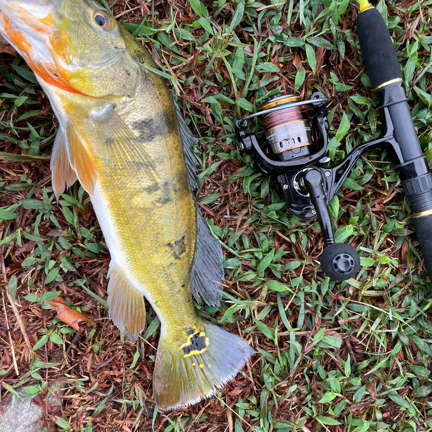 Butterfly peacock bass caught on Fishbrain