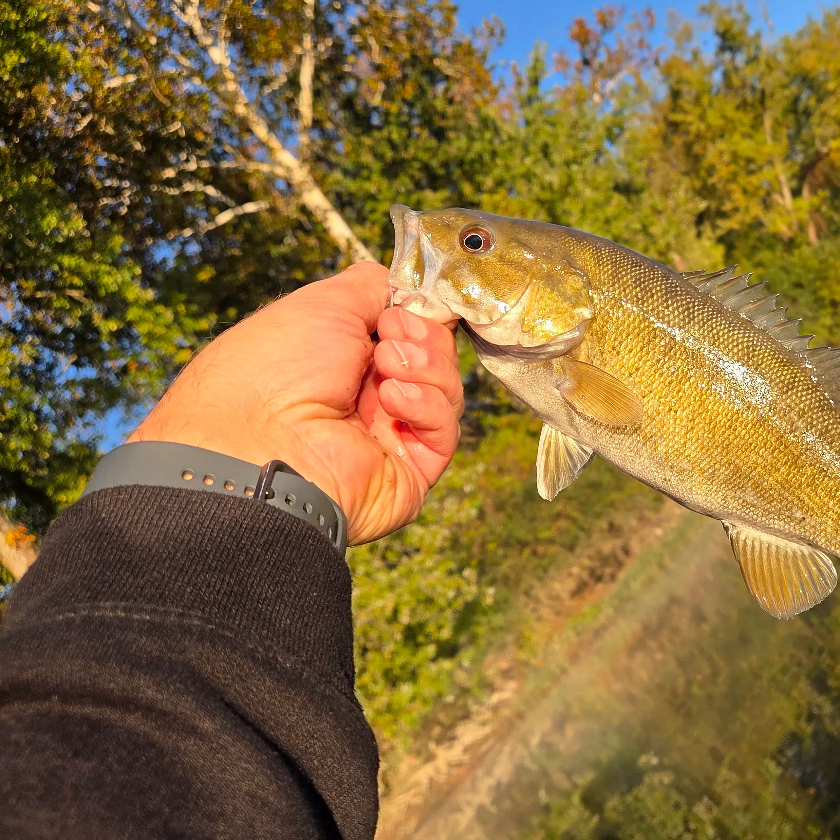 Smallmouth bass caught on Fishbrain