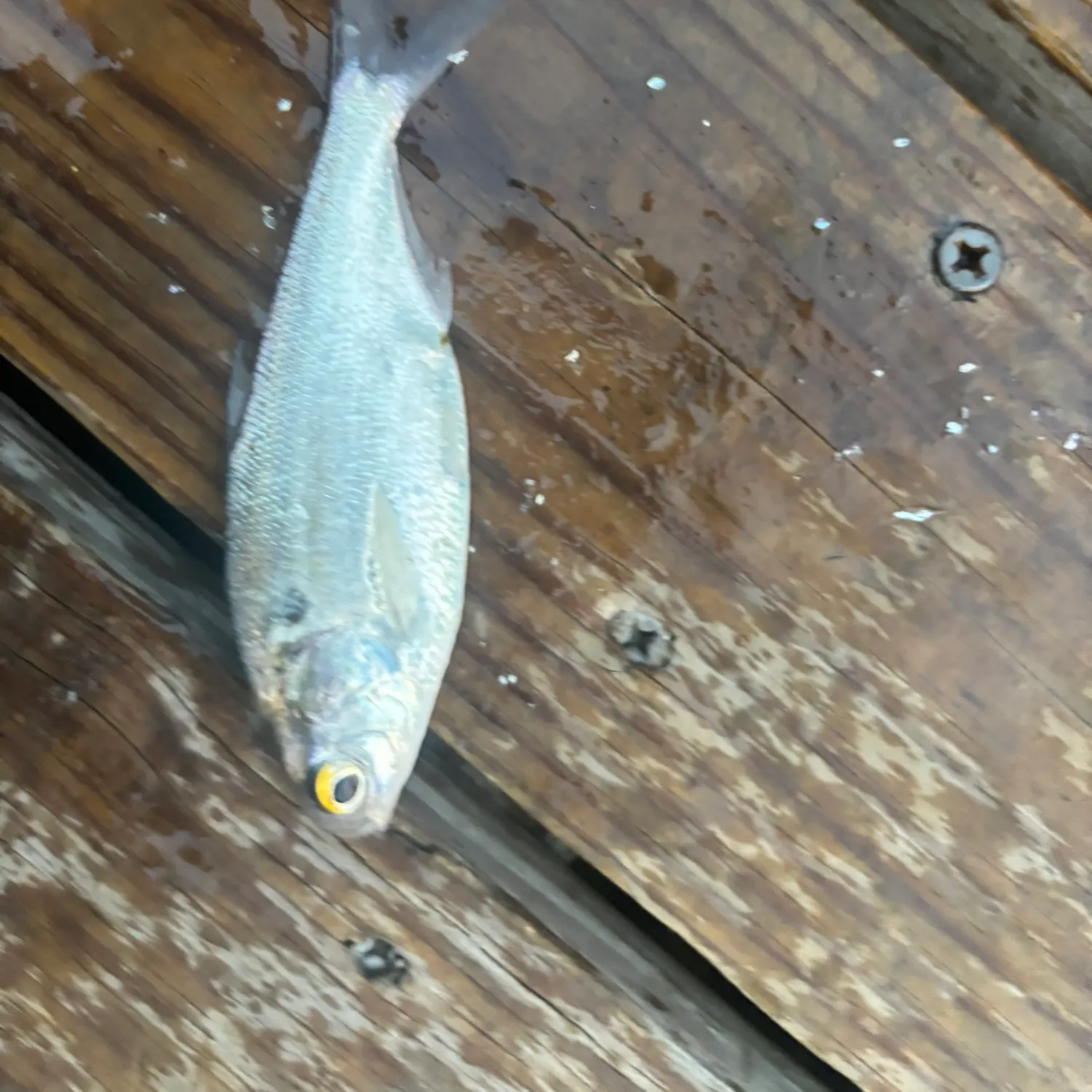 The most recent Threadfin shad catches on Fishbrain