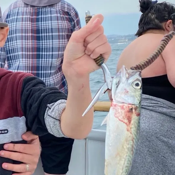 Pacific chub mackerel caught on Fishbrain
