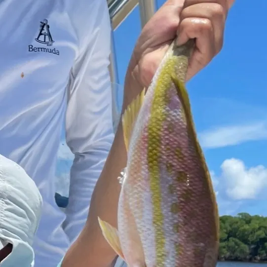 The most recent Yellowtail snapper catches on Fishbrain