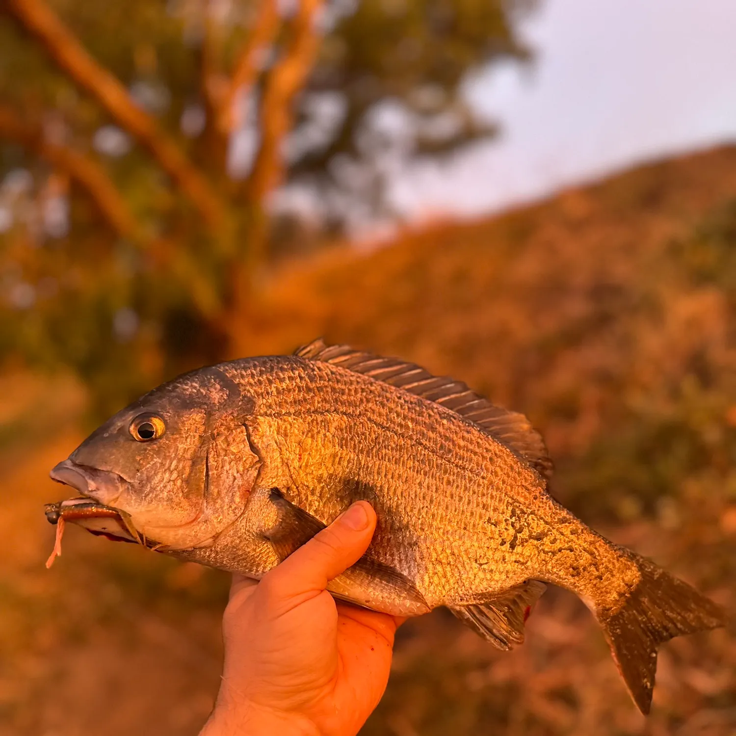 The most recent Southern black bream catches on Fishbrain