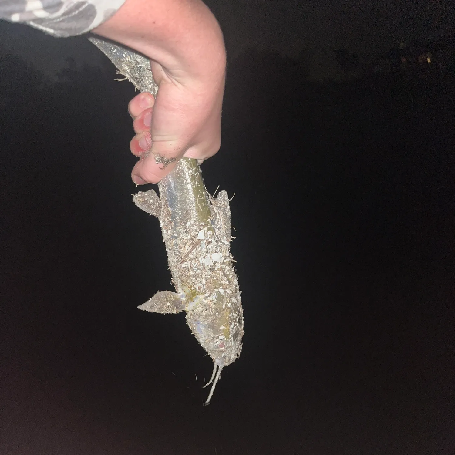 The most recent Gafftopsail sea catfish catches on Fishbrain