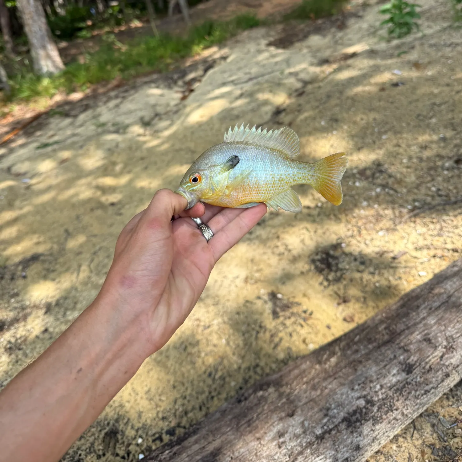 Redbreast sunfish caught on Fishbrain