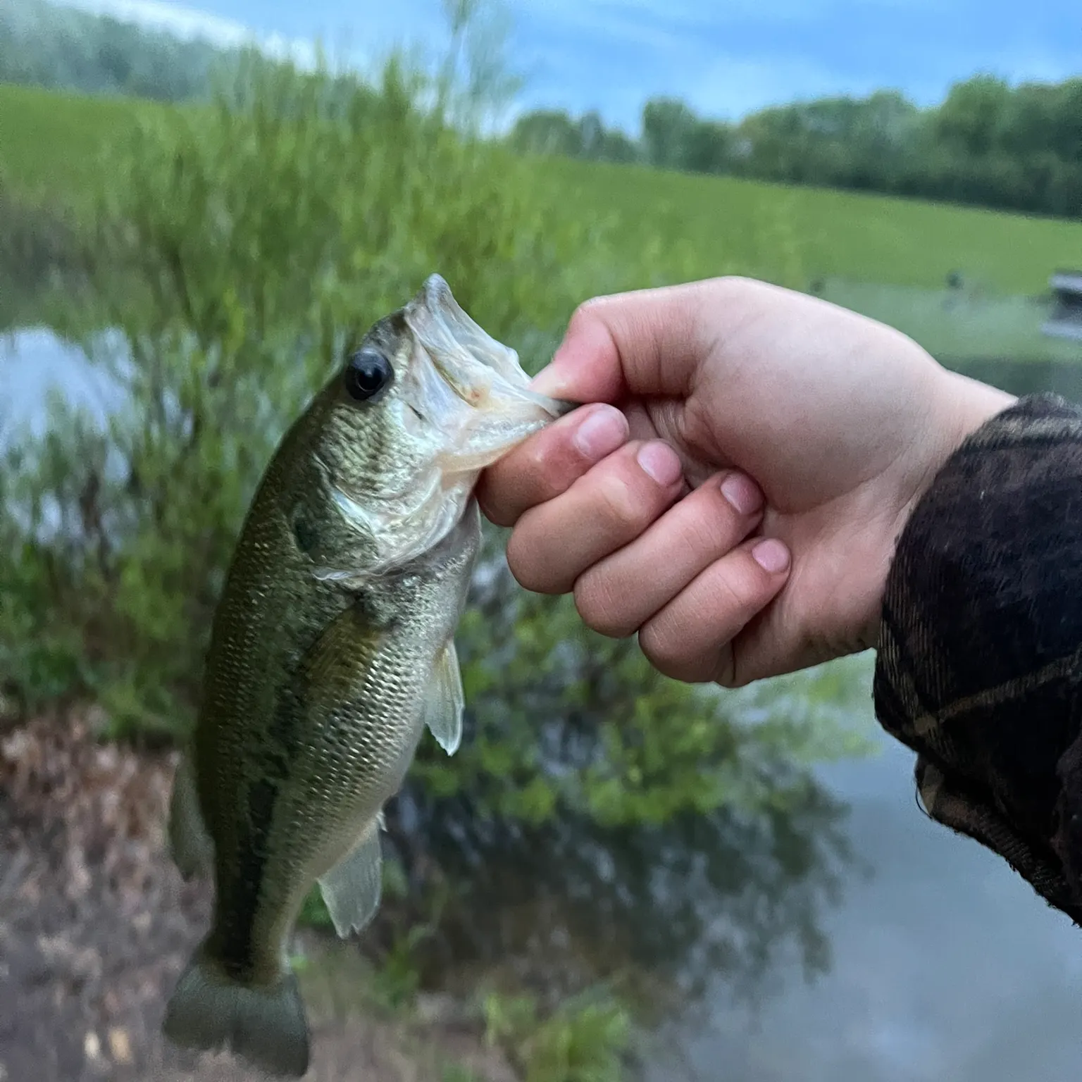 most liked catch image