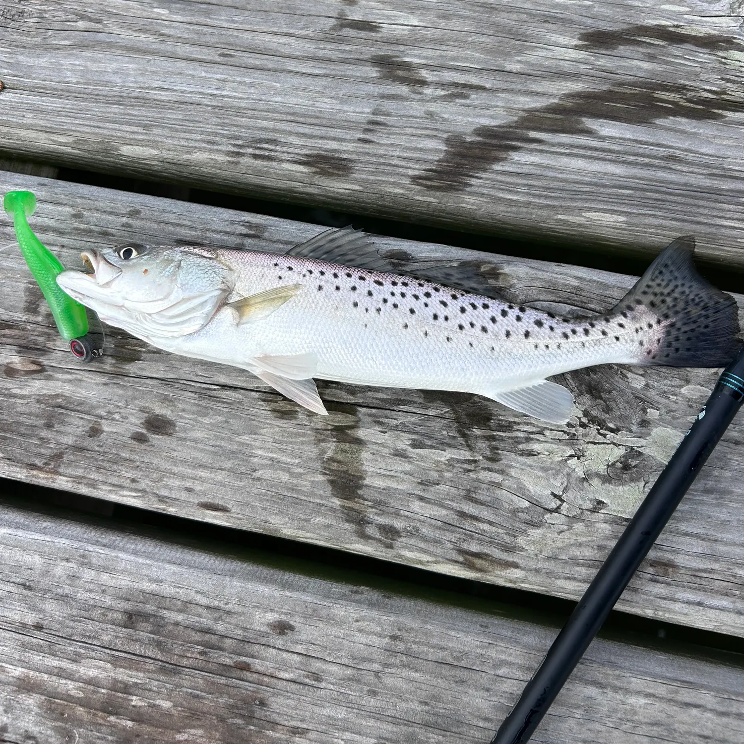 Spotted seatrout caught on Fishbrain