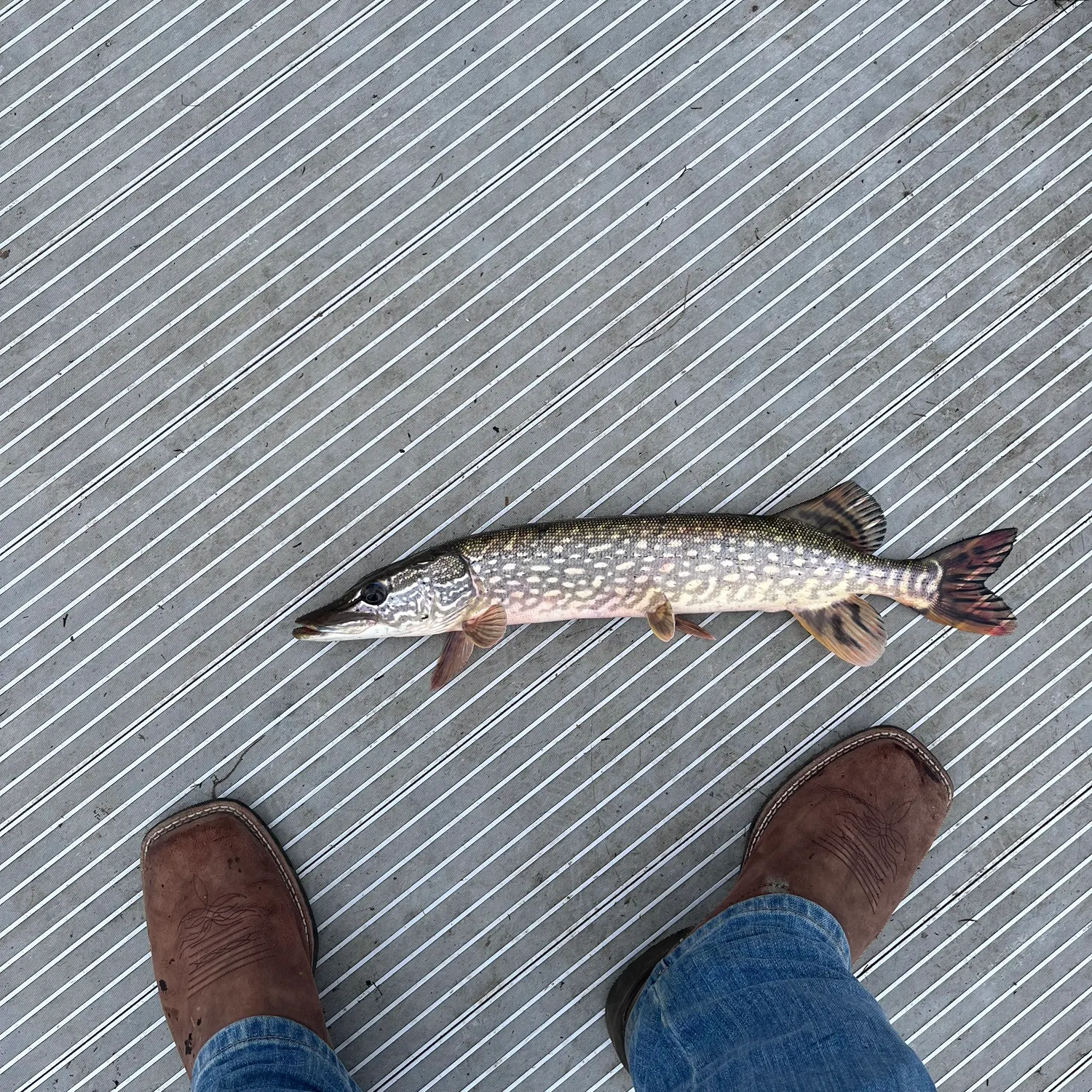 Northern pike caught on Fishbrain