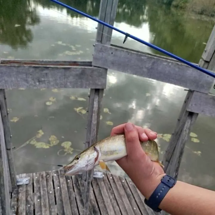 Northern pike caught on Fishbrain