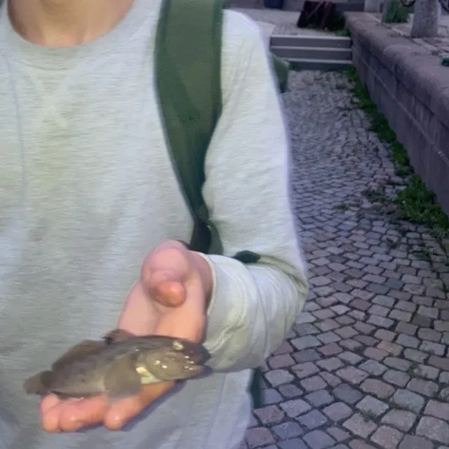 The most recent Black goby catches on Fishbrain