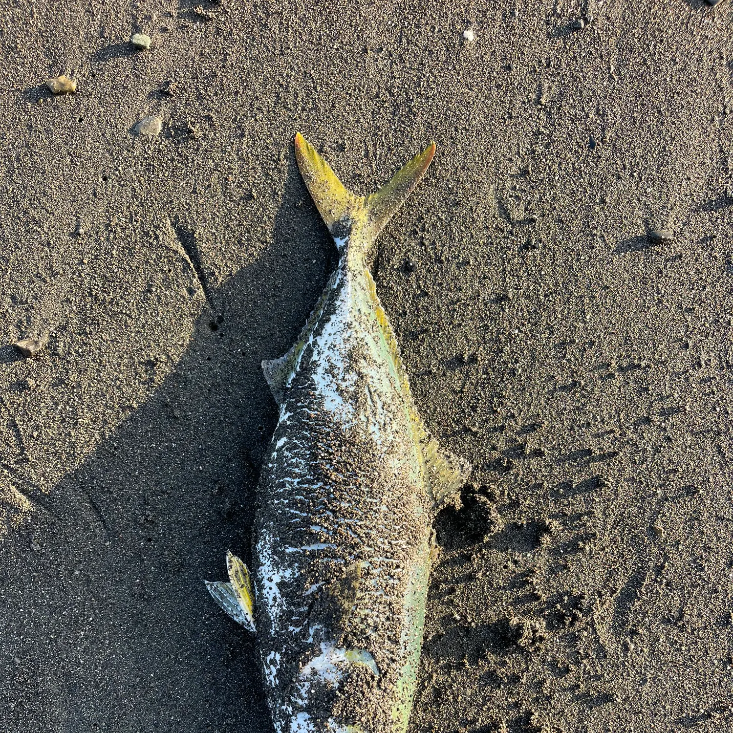 The most recent Japanese amberjack catches on Fishbrain