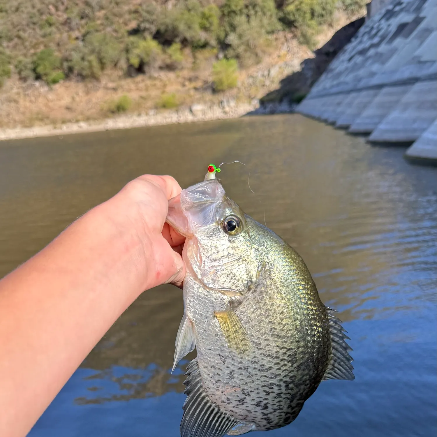 The most recent Black crappie catches on Fishbrain