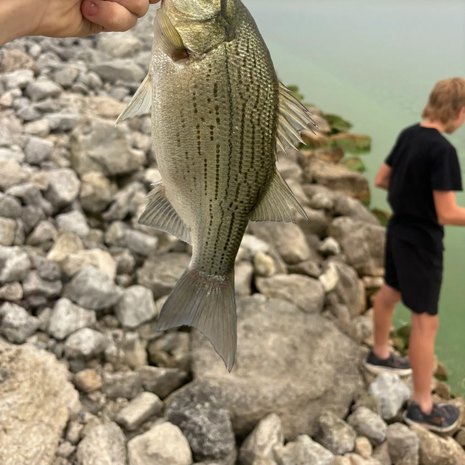 White bass caught on Fishbrain