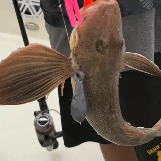 Striped searobin caught on Fishbrain