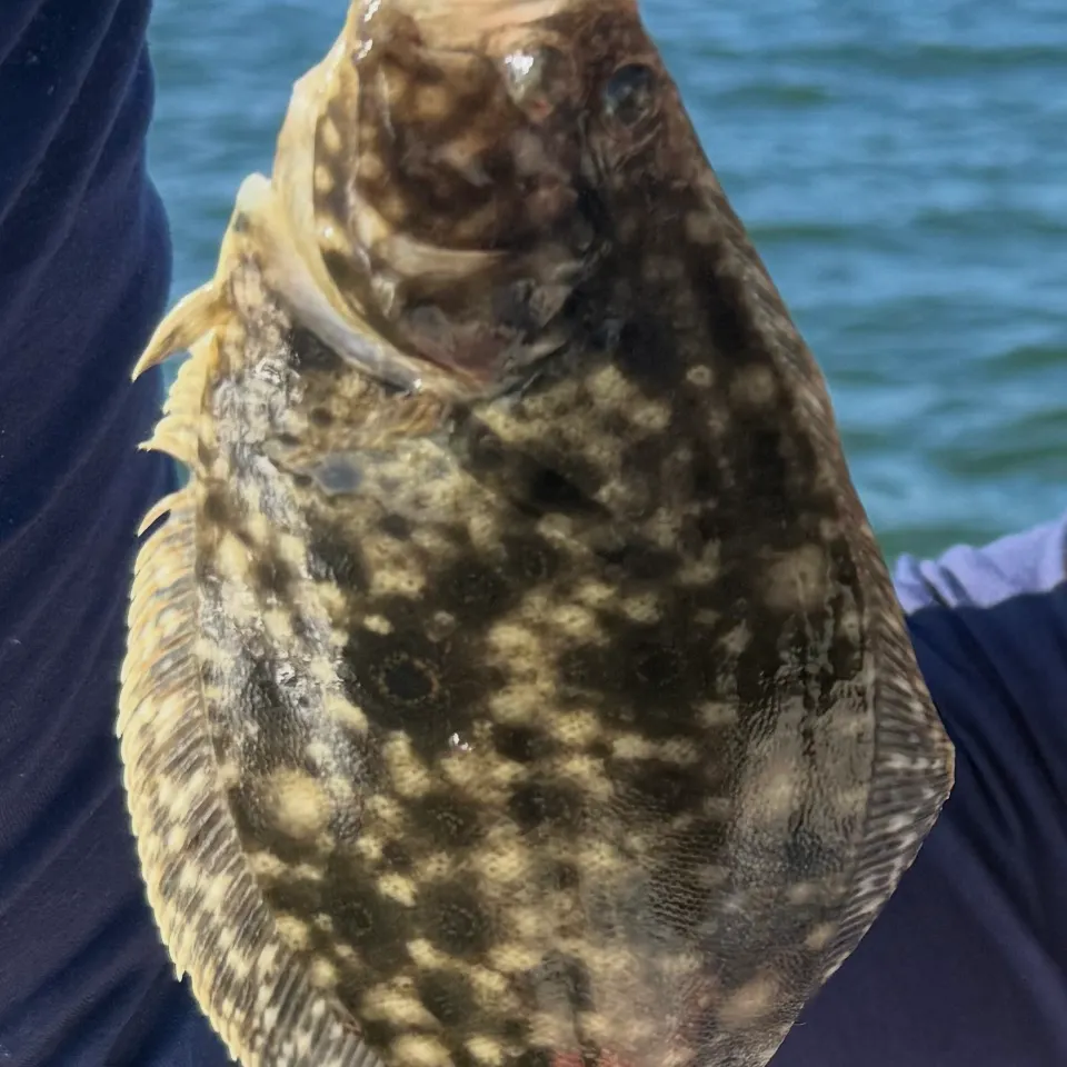 Summer flounder caught on Fishbrain