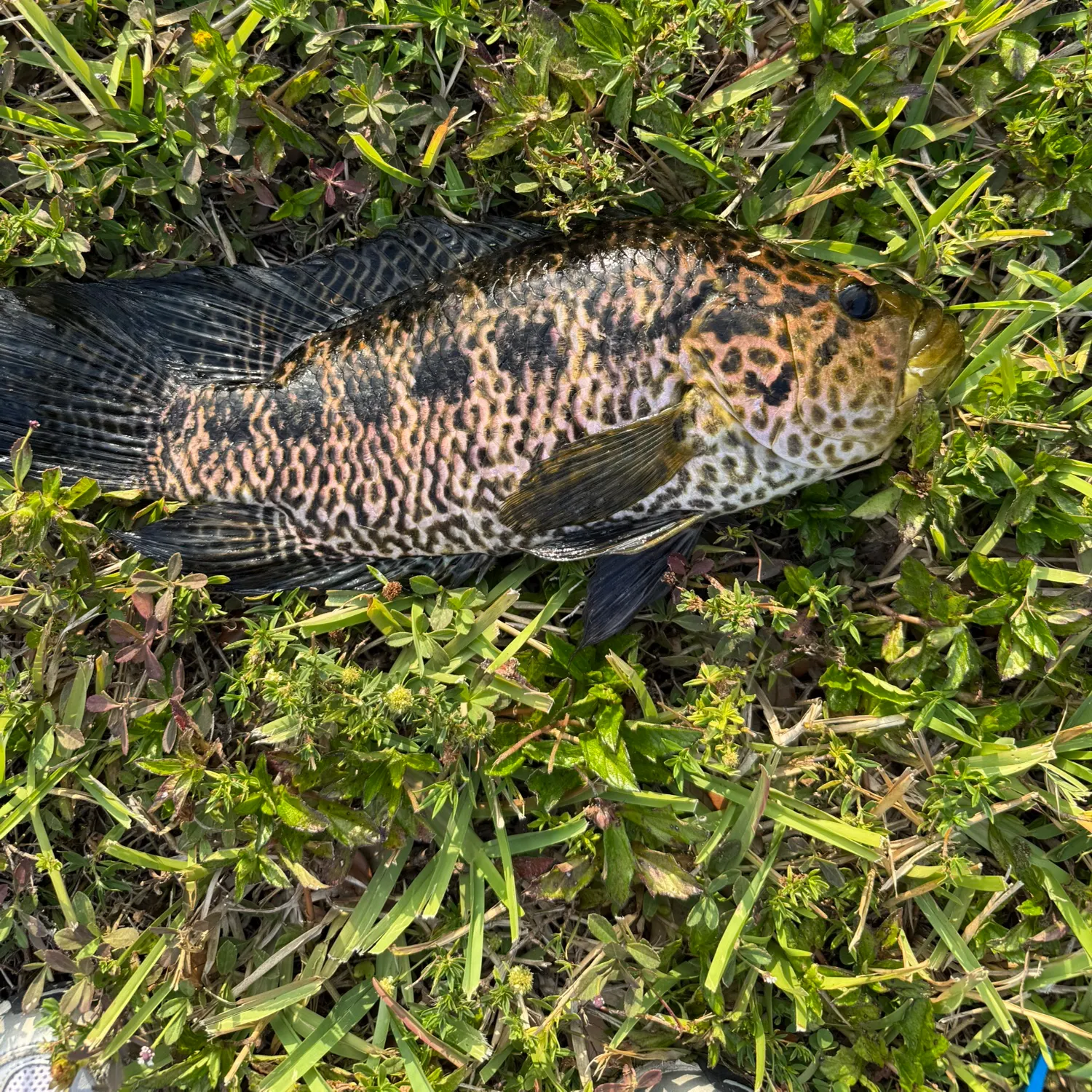 The most recent Jaguar cichlid catches on Fishbrain