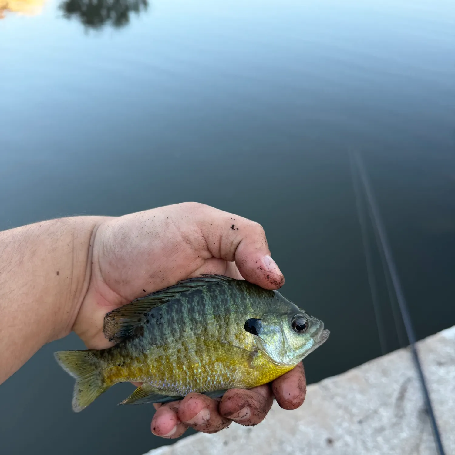 Bluegill caught on Fishbrain