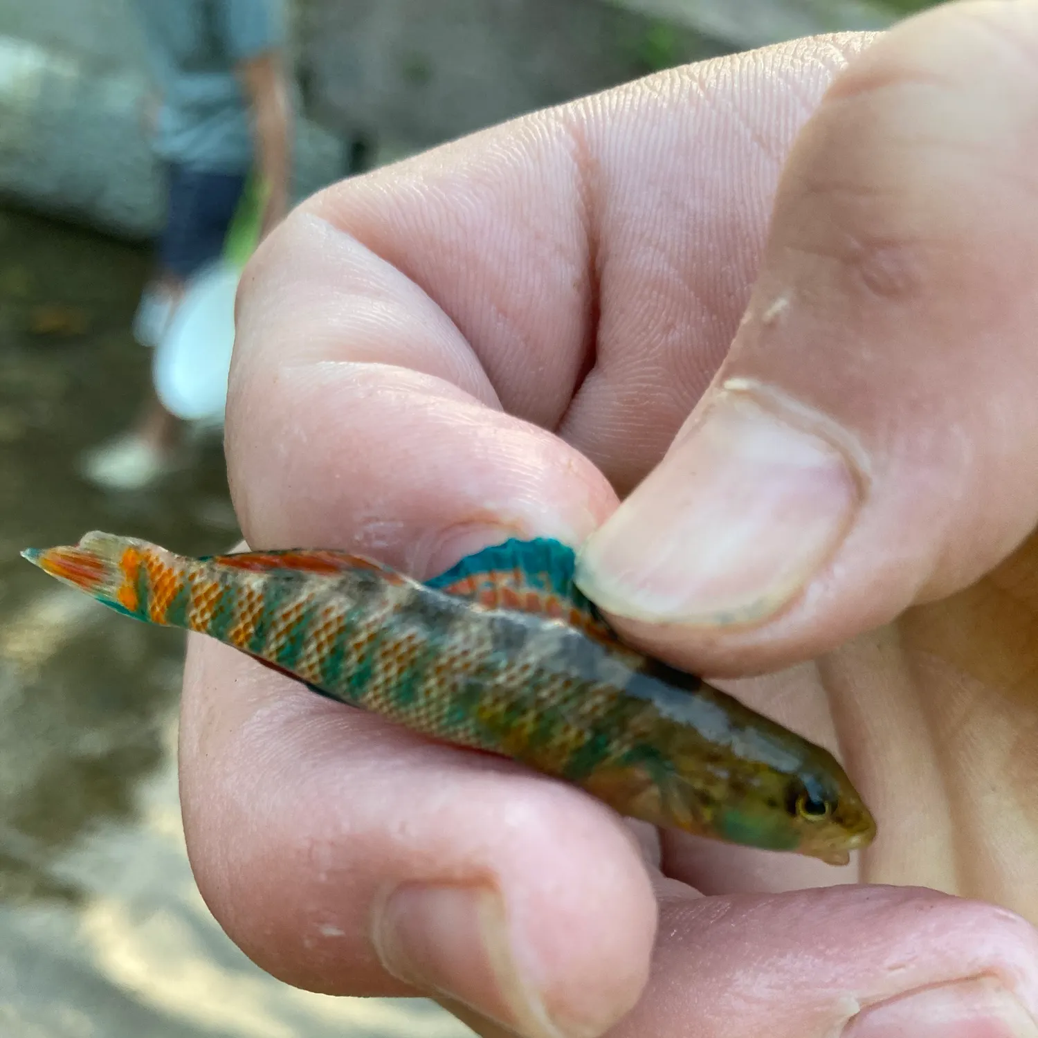 The most recent Rainbow darter catches on Fishbrain