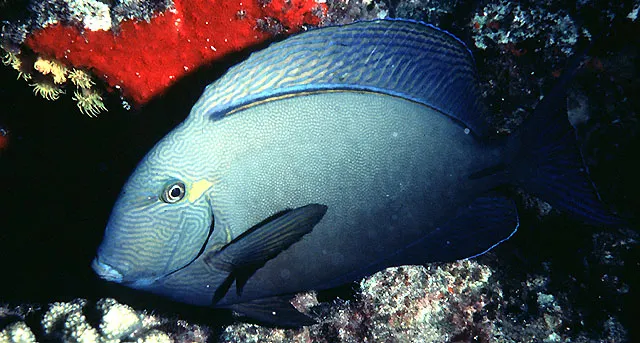 Ringtail surgeonfish