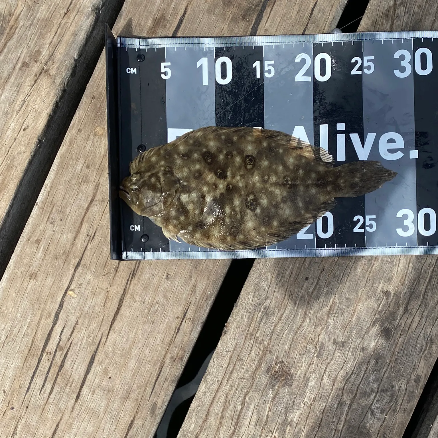 The most recent Black flounder catches on Fishbrain